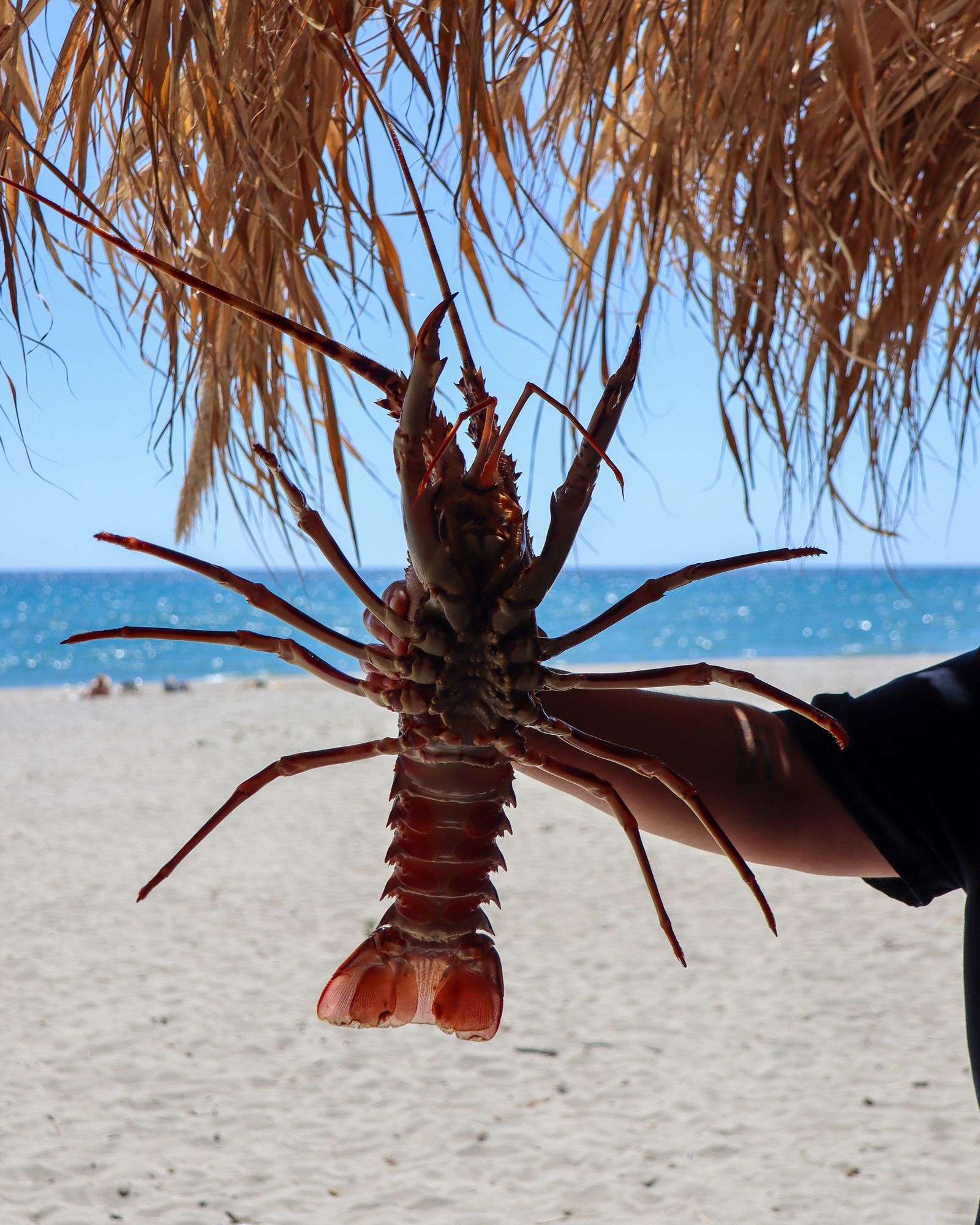Langouste tenue à bout de bras sous une paillote, face à la plage